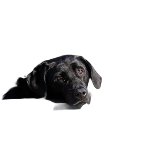animal, staff, face, creature, photorealistic, 3d render, pixel art, black transparent PNG cut-out