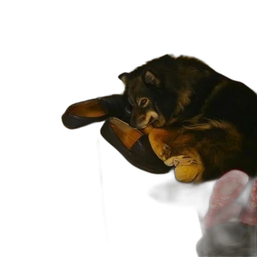 animal, shoes, creature, staff transparent PNG cut-out