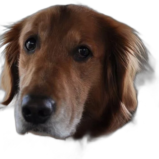 animal, face, staff, creature, photorealistic, 3d render, oil painting, pixel art transparent PNG cut-out