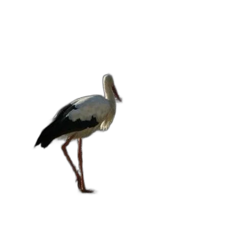 animal, creature, staff, shoes, 3d render, photorealistic, concept art, oil painting transparent PNG cut-out