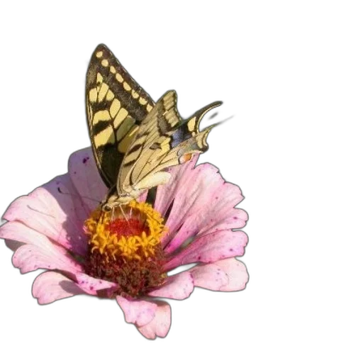 flower, crown, animal, creature, photorealistic, concept art, pixel art, 3d render transparent PNG cut-out