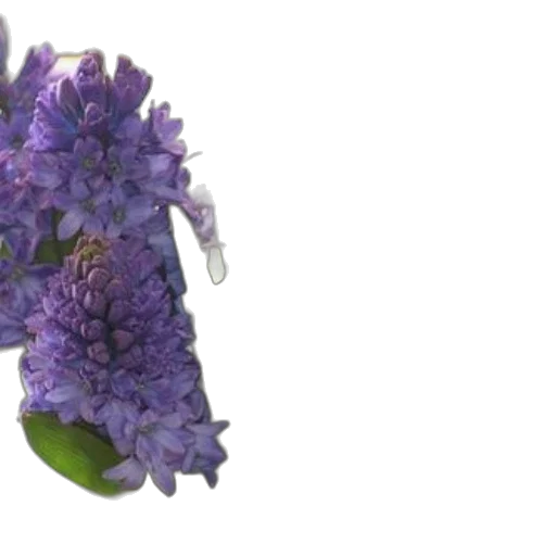 flower, crown, shoes, dress, 3d render, photorealistic, vase, filled transparent PNG cut-out