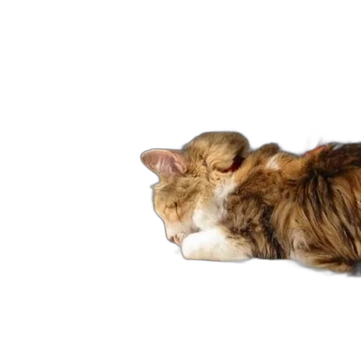 animal, creature, hat, hair, photorealistic, cat, rests, desk transparent PNG cut-out