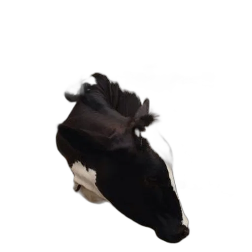 shoes, animal, hat, mask, 3d render, photorealistic, concept art, black transparent PNG cut-out
