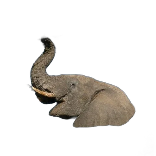 animal, creature, hat, weapon transparent PNG cut-out