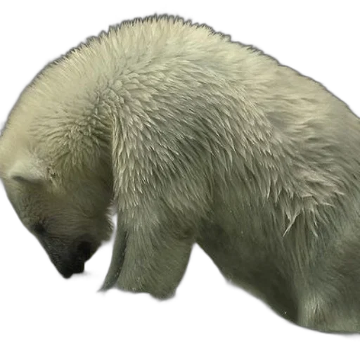 animal, creature, staff, face, 3d render, concept art, photorealistic, polar transparent PNG cut-out