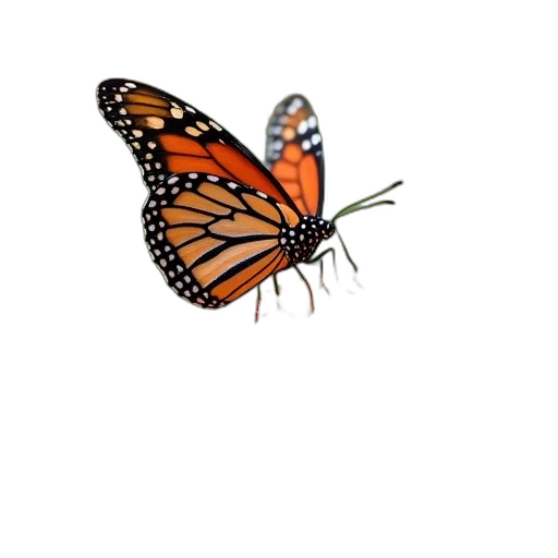 animal, creature, flower, crown transparent PNG cut-out