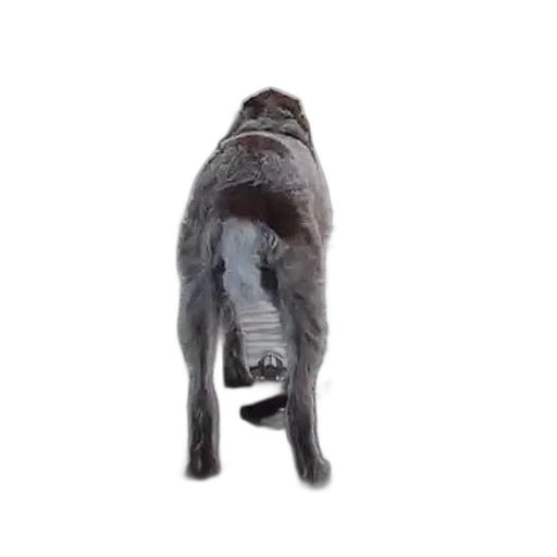 animal, creature, staff, robot, 3d render, photorealistic, concept art, dog transparent PNG cut-out