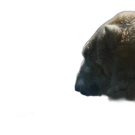 animal, creature, face, hat, 3d render, photorealistic, concept art, polar transparent PNG cut-out