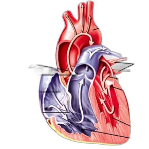 detailed, anatomical, diagram, mammalian, heart, showcasing, major, structures transparent PNG cut-out