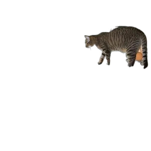 animal, creature, food, staff transparent PNG cut-out