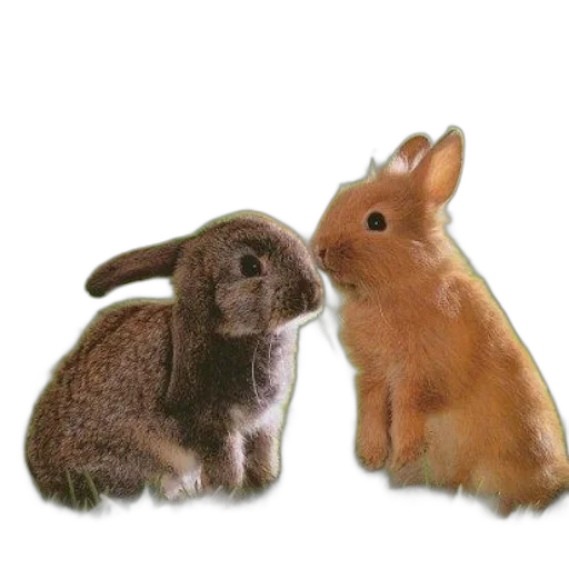 animal, food, photorealistic, book, cover, featuring, two, rabbits transparent PNG cut-out