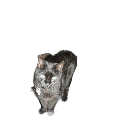 animal, creature, staff, jewelry transparent PNG cut-out