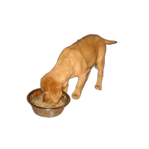 food, animal, creature, shoes, 3d render, photorealistic, puppy, eats transparent PNG cut-out