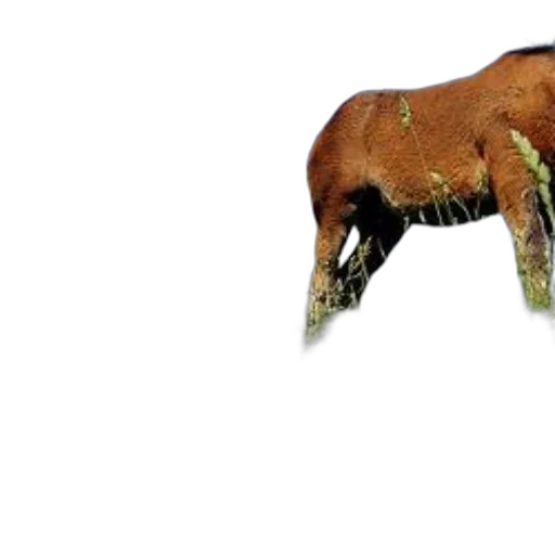 animal, creature, food, hair, photorealistic, 3d render, concept art, pixel art transparent PNG cut-out