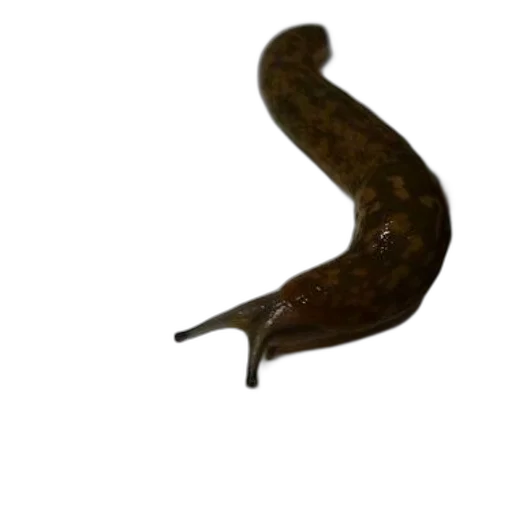 staff, animal, food, weapon, photorealistic, 3d render, concept art, oil painting transparent PNG cut-out