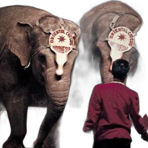 animal, concept art, photorealistic, 3d render, two, elephants, wearing, oriental transparent PNG cut-out