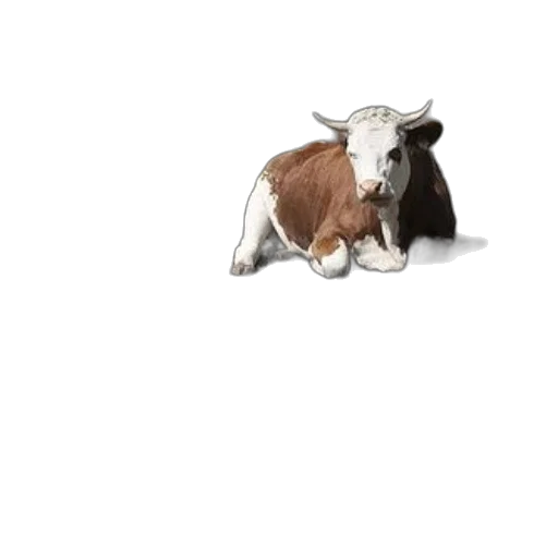 animal, food, creature, hat, 3d render, photorealistic, concept art, pixel art transparent PNG cut-out