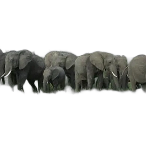animal, staff, weapon, hair, concept art, 3d render, photorealistic, herd transparent PNG cut-out