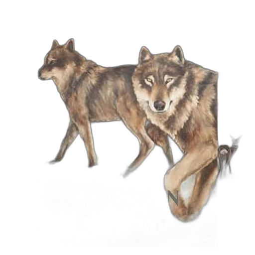 animal, creature, watercolor, concept art, fantasy art, photorealistic, earth tones, three transparent PNG cut-out