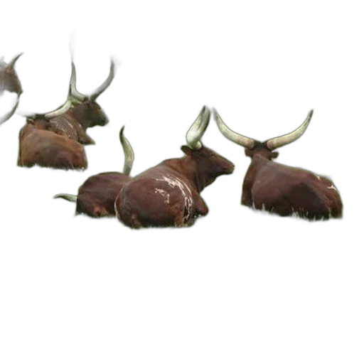 crown, animal, creature, food, 3d render, concept art, photorealistic, fantasy art transparent PNG cut-out