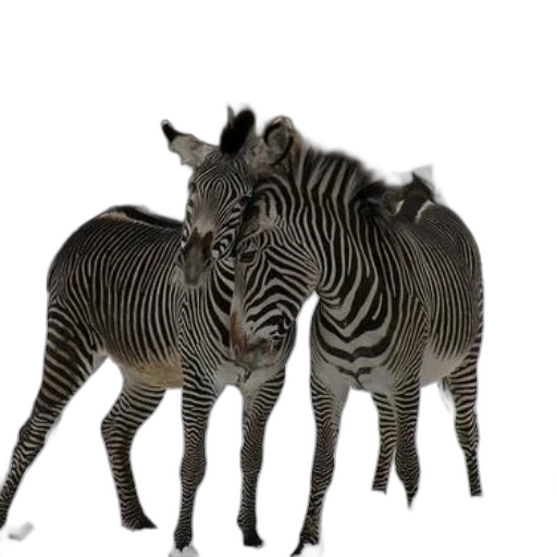 animal, creature, photorealistic, 3d render, concept art, two, zebras, standing transparent PNG cut-out