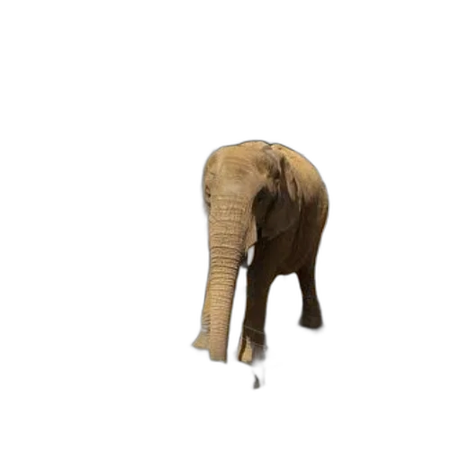 animal, creature, shoes, hat, 3d render, concept art, photorealistic, pixel art transparent PNG cut-out
