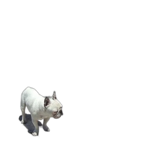 animal, creature, staff, dragon, 3d render, pixel art, concept art, photorealistic transparent PNG cut-out
