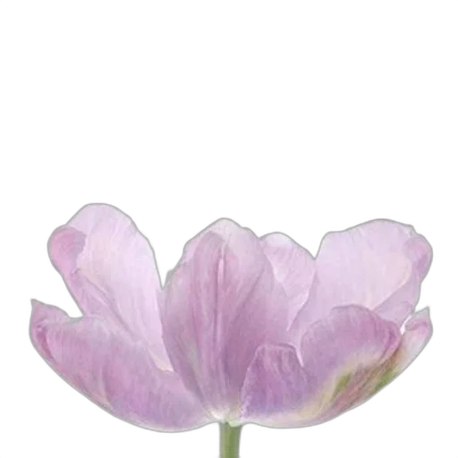 flower, crown, jewelry, hat, photorealistic, 3d render, oil painting, watercolor transparent PNG cut-out