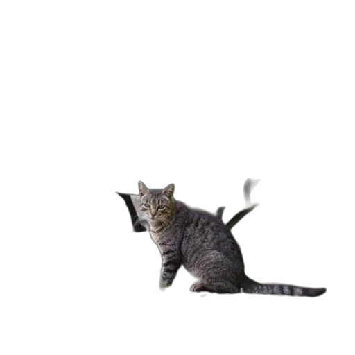 animal, creature, staff, dragon, photorealistic, 3d render, concept art, pixel art transparent PNG cut-out