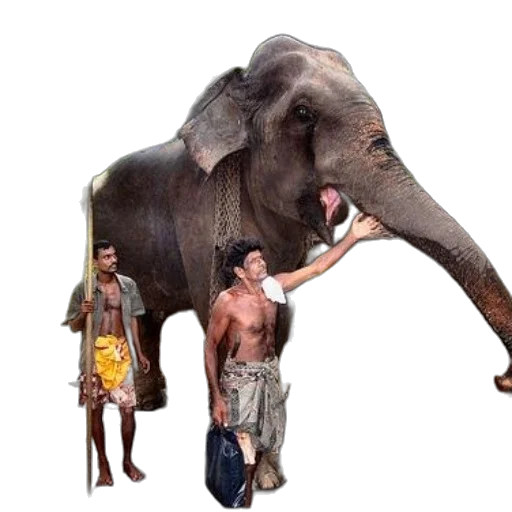 animal, creature, staff, umbrella, concept art, photorealistic, 3d render, forest transparent PNG cut-out