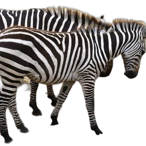 animal, creature, jewelry, weapon, 3d render, photorealistic, concept art, monochrome transparent PNG cut-out