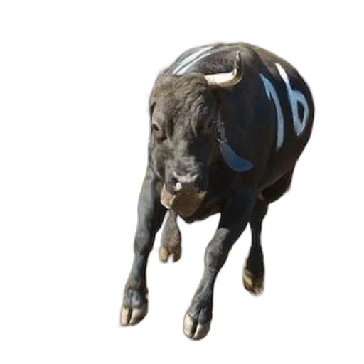 animal, creature, jewelry, 3d render, concept art, photorealistic, black, bull transparent PNG cut-out