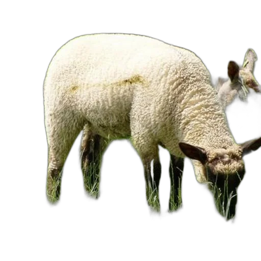 animal, creature, weapon, food, 3d render, photorealistic, concept art, pixel art transparent PNG cut-out