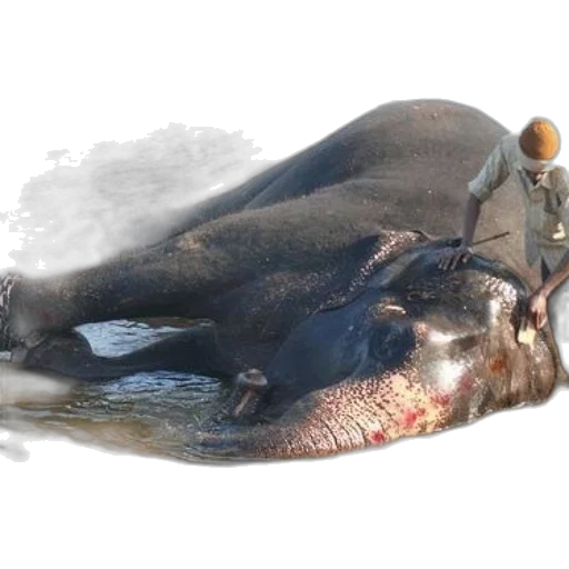 animal, creature, weapon, food, photorealistic, concept art, 3d render, person transparent PNG cut-out