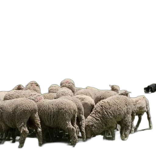 animal, weapon, staff, herd, sheep, grazing, fenced, field transparent PNG cut-out
