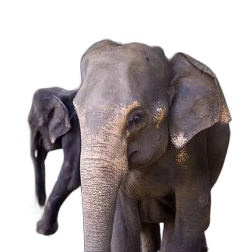 animal, creature, staff, face, photorealistic, 3d render, concept art, oil painting transparent PNG cut-out