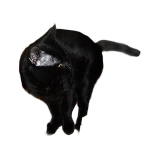 animal, staff, creature, hat, 3d render, photorealistic, concept art, dark transparent PNG cut-out