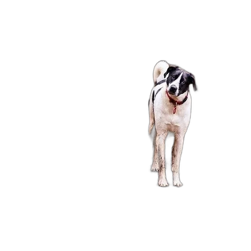 animal, staff, creature, face, photorealistic, watercolor, pixel art, 3d render transparent PNG cut-out