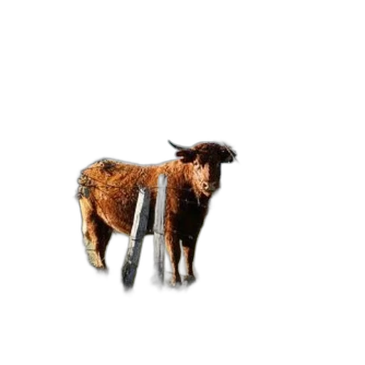 animal, creature, hair, weapon, 3d render, photorealistic, pixel art, concept art transparent PNG cut-out