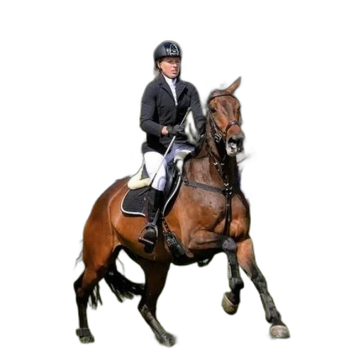 staff, rider, chestnut, horse transparent PNG cut-out