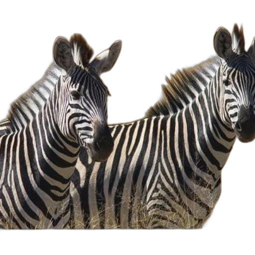 animal, jewelry, creature, shoes, 3d render, photorealistic, concept art, two transparent PNG cut-out
