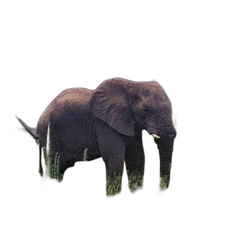 animal, creature, hat, hair, 3d render, photorealistic, concept art, pixel art transparent PNG cut-out
