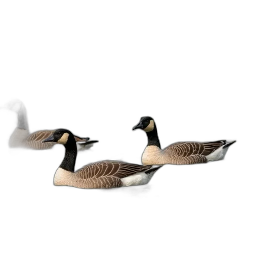animal, jewelry, furniture, 3d render, photorealistic, group, geese, swimming transparent PNG cut-out