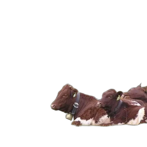 shoes, animal, food, hair, 3d render, photorealistic, concept art, earth tones transparent PNG cut-out