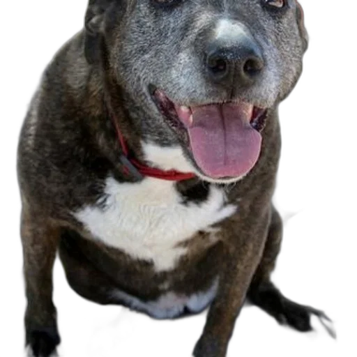 animal, staff, happy, panting, dog, red, collar, sits transparent PNG cut-out