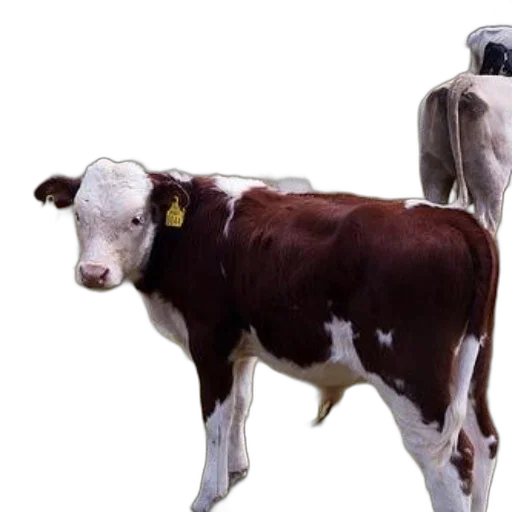 animal, photorealistic, concept art, brown, white, calf, yellow, ear transparent PNG cut-out