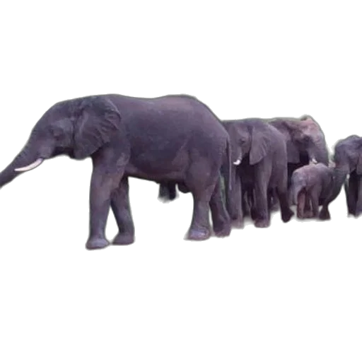 animal, staff, creature, weapon, 3d render, concept art, photorealistic, herd transparent PNG cut-out