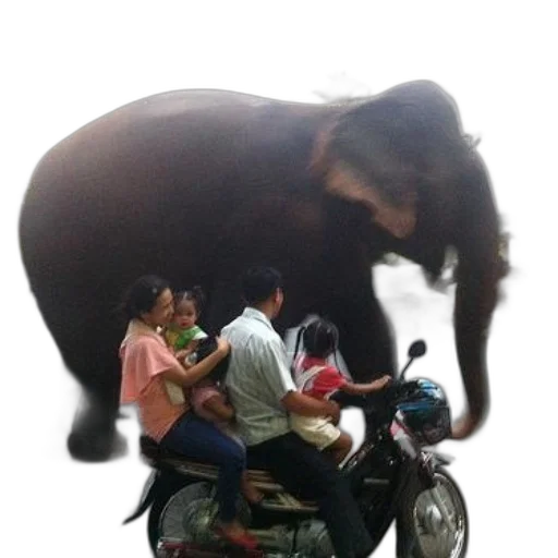 animal, creature, car, photorealistic, concept art, forest, family, rides transparent PNG cut-out