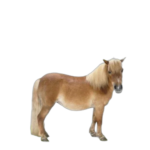 animal, creature, hair, staff, 3d render, photorealistic, concept art, watercolor transparent PNG cut-out